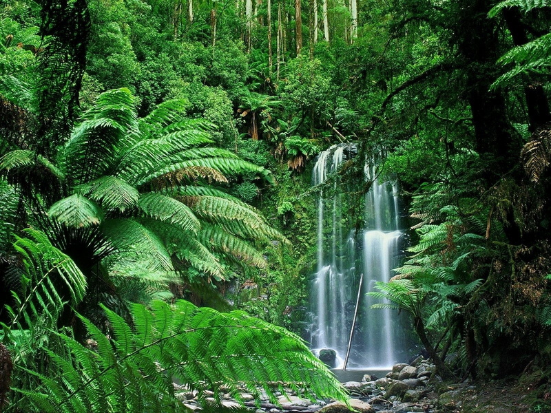 Waterfall, Australia, outdoors, Beauchamp Falls, beauty in nature, woodland, Vegetation, 720P, Waterfalls, non-urban scene, Fern, Nature, growth, lush foliage
