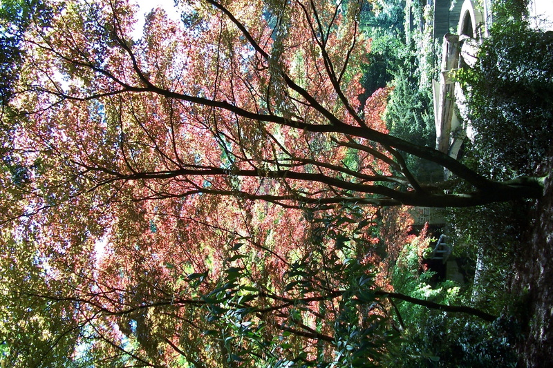 pink color, no people, outdoors, tree, tree trunk, trees, 1080P, nature, flower, growth, british columbria, freshness, beauty in nature, plant, tree canopy