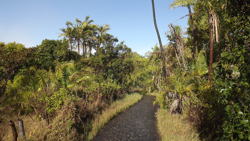 tree, tranquility, palm, palm tree, pathway, grasses, tranquil scene, growth, sky, land, jungle, outdoor, beauty in nature, diminishing perspective, green
