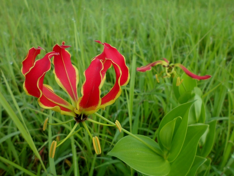 plant, flame lily, close-up, fragility, plant part, petal, outdoors, land, flower, tropical, inflorescence, beauty in nature, 1080P, vulnerability, nature