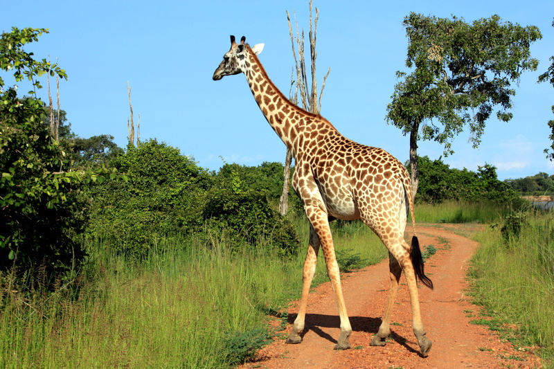 plant, vertebrate, giraffe, south luangwa national park, africa, rainforest, one animal, animal wildlife, vegetation, tree, sky, wildlife, zambia, grass