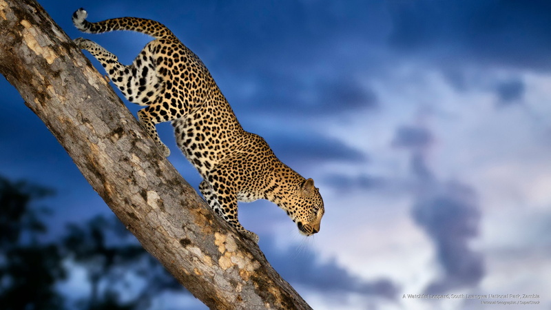 zambia, south, 2K, luangwa, watchful, national, park, Animals, leopard