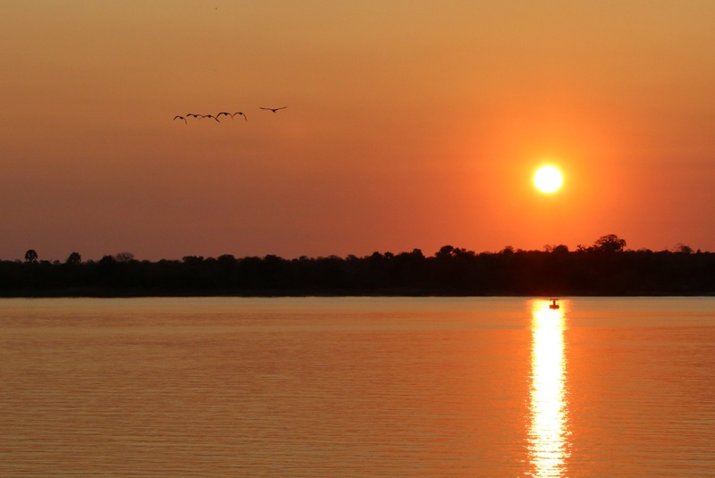 silhouette, reflection, beauty in nature, flock of birds, animal themes, flying, vacation, sky, tranquil scene, animal wildlife, sunset, wilderness, zambezi
