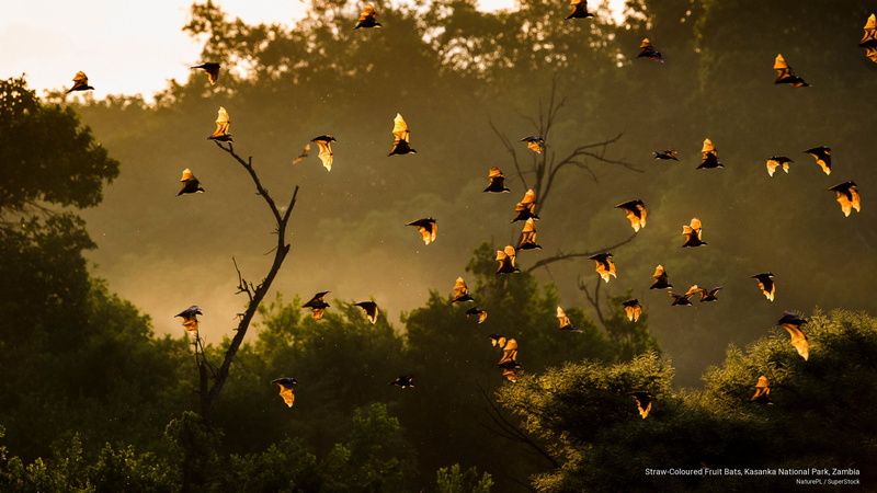 zambia, fruit, coloured, kasanka, national, Animals, park, 2K, bats, straw