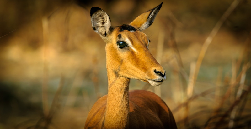 daytime, looking, wildlife, zoo, no people, animal photography, antelope, safari, animal, vertebrate, semi-arid, closeup, deer, close-up, mammal, wild animal