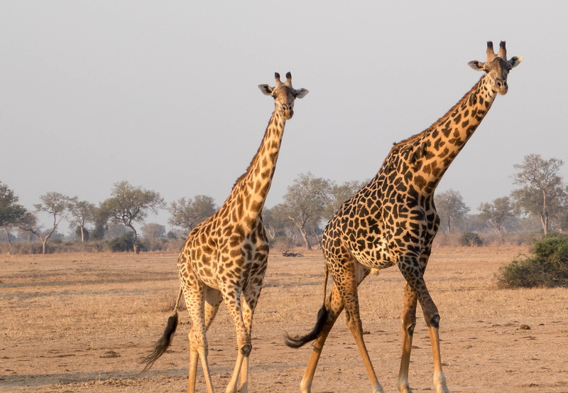 two, ecotourism, environment, 2K, two animals, day, reserve, giraffe, tourism, group of animals, herbivorous, mammal, tall - high, animals in the wild