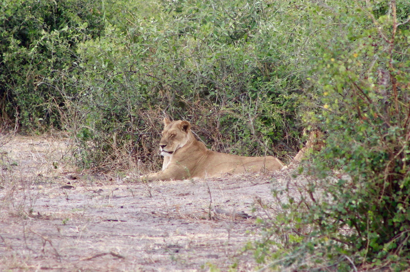nature, grassland, mammal, plant, undomesticated cat, 2K, tree, field, brown, vertebrate, safari, cougar, animal, lion, ground, lion - feline, wilderness