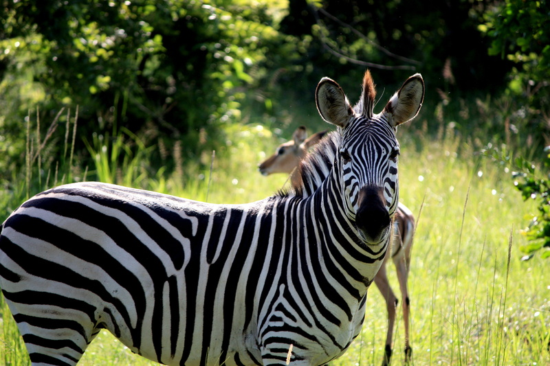 outdoors, 4K, safari, striped, herbivorous, antelope, africa, tree, animal, animal markings, land, grassland, white, animal wildlife, black, nature, food