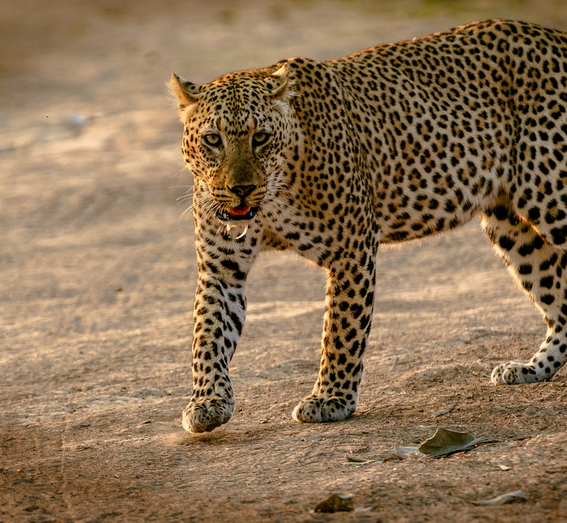 animals hunting, outdoors, carnivore, mammal, safari, feline, animal themes, wild animal, zambia, predator, vertebrate, cheetah, no people, leopard, one animal