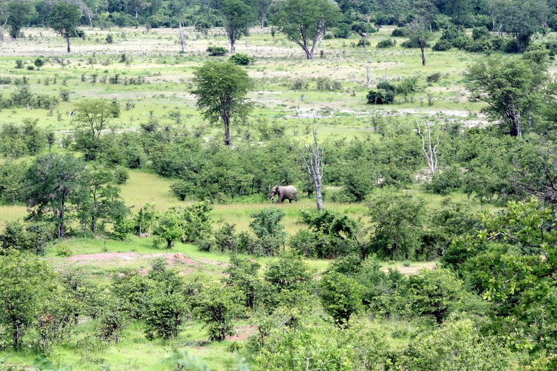 lush foliage, plant, day, pasture, elephant, foliage, meadow, growth, rural, africa, beauty in nature, scenics - nature, wildlife, zambia, environment