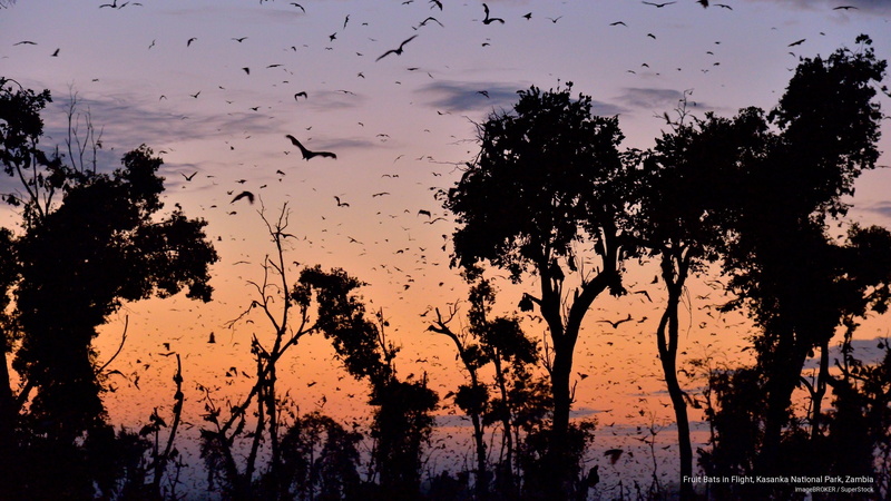flight, National Parks, fruit, kasanka, bats, national, 2K, park, zambia