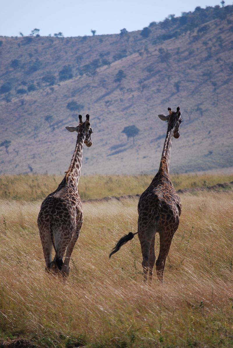 zambia, standing, herbivorous, 2K, animals In The Wild, wildlife, safari Animals, environment, wilderness Area, nature, mountain, mammal, day, plain, national Park