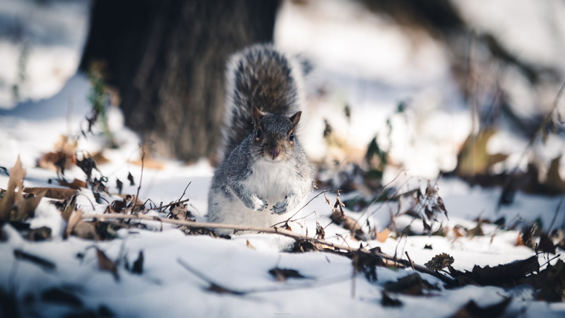 animal wildlife, cold temperature, winter, nature, animal, one animal, sunlight, land, outdoors, Pierre Lidar, selective focus, depth of field, squirrel