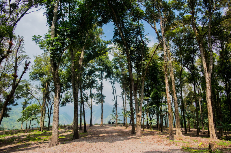 woodland, asia, plant, beauty in nature, mountain, trunk, non-urban scene, scenics - nature, tree, kediri, green color, growth, day, tranquility, tree trunk