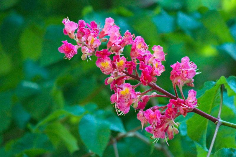 slovakia, invertebrate, flower, plant part, geranium, nature, tree, flower head, vulnerability, acanthaceae, decorative, andrena, 4K, inflorescence, flowering plant