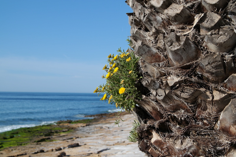flower, dos prescadores, outdoors, plant, water, praia da luz, sky, nature, day, growth, flowering plant, fragility, sea, no people, algarve, beauty in nature