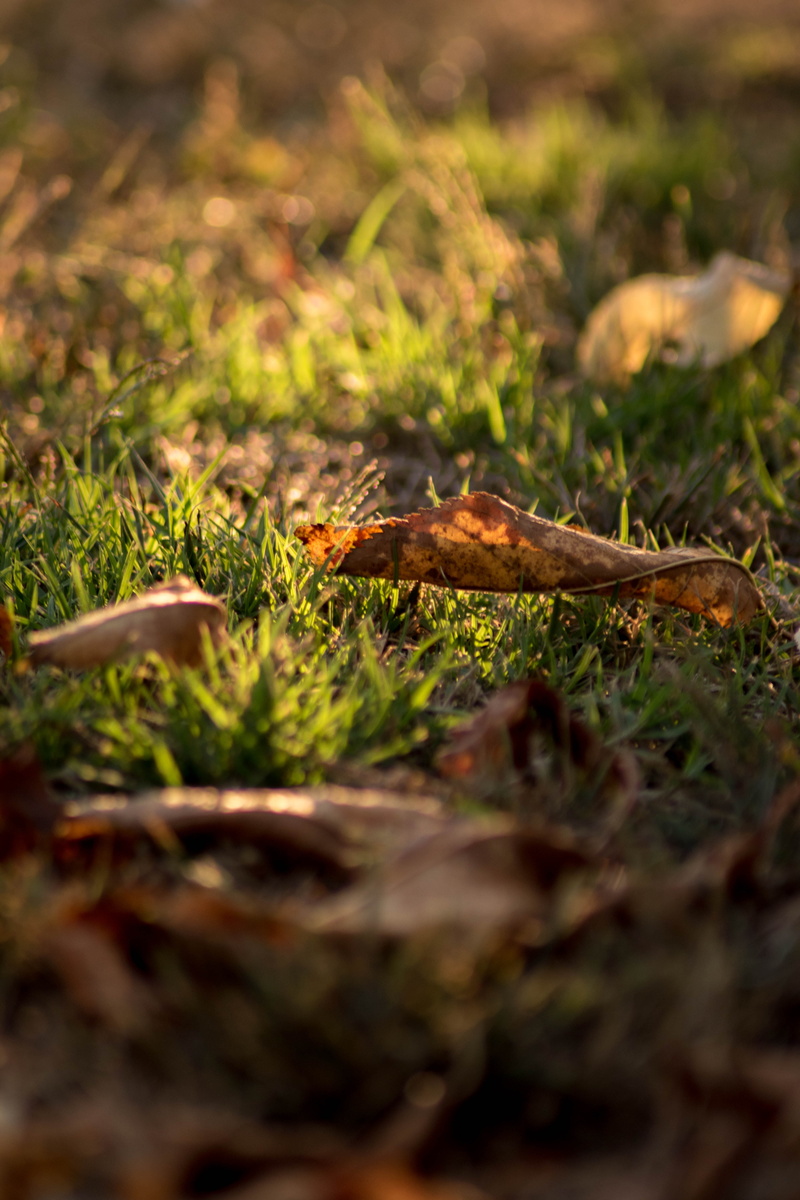 growth, green color, close-up, food and drink, otoño, grass, ponteareas, luz, autumn, orange, no people, mushroom, beauty in nature, light, hoja, nature