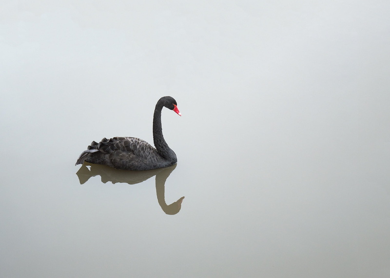 animal wildlife, side view, day, zoo, black swan, black color, neck, lake, vertebrate, birds, swimming, gray, grace, black, lovely, nature, animal neck