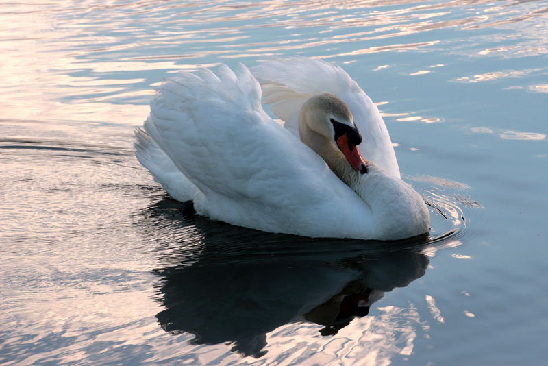 vertebrate, head, white color, animal, swim, elegant, wildlife photography, animal wildlife, Mute Swan, sunset, cygnus olor, swan, 4K, bird, waters, water bird