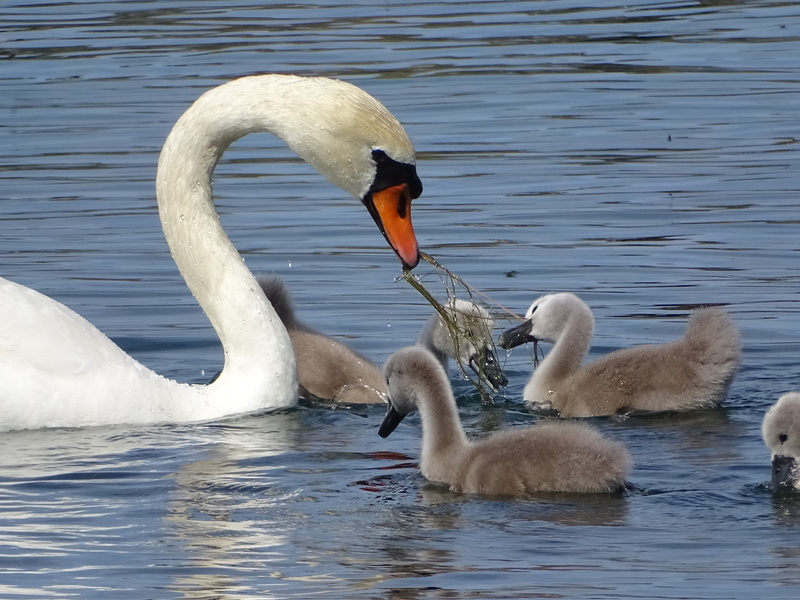 daytime, white, cygnet, animal neck, 5K, mute, beak, young animal, animal wildlife, water bird, care, animals in the wild, reflection, pond, animals And Pets