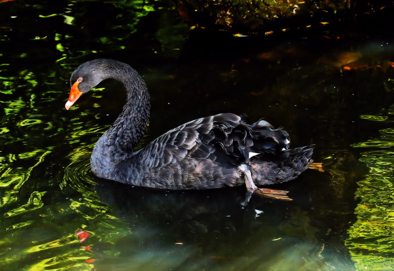 black, swimming, creature, waters, animal neck, vertebrate, orange, swim, animal, water, swan, beautiful, lake, beak, bill, animals in the wild, photo