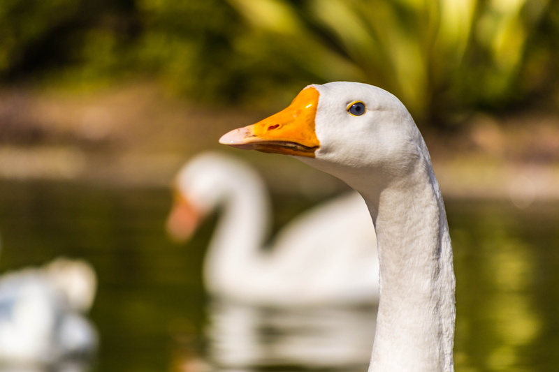 bird, swan, white, 4K, lake, Nikon  d3100, nature, pond, Blue eyes, selective focus, Garden, focus, selective, DOF, Bokeh, swan  Goose, water, Lodi, wildlife