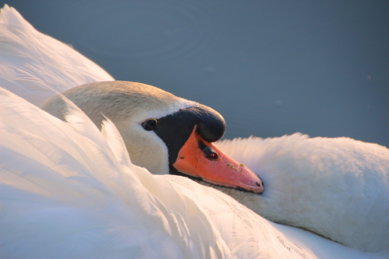 floating on water, animal themes, swan, 5K, animal head, day, water, mute swan, nature, photography, waters, animal neck, cygnus olor, sunset, close, animal body part