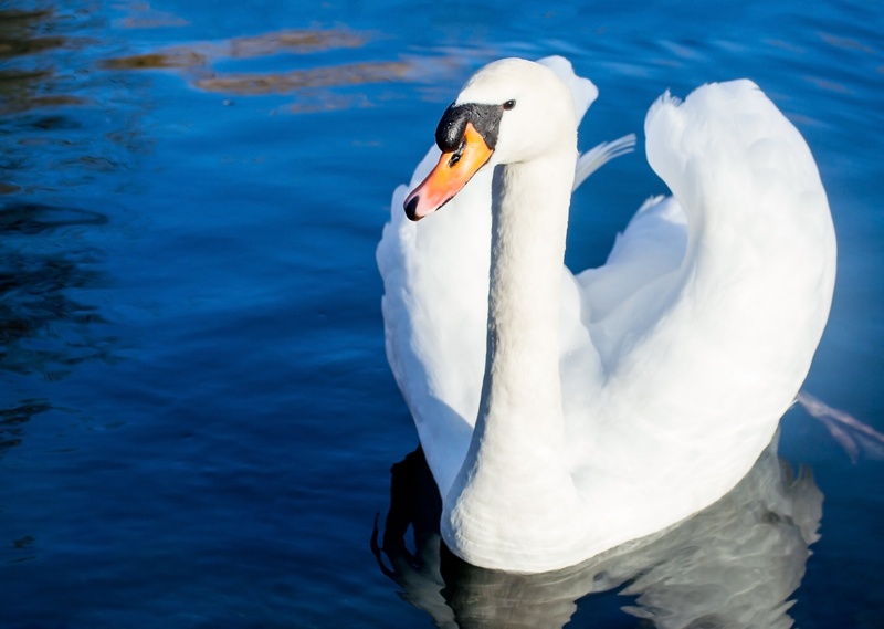 mute swan, white color, no people, daytime, romantic, bird, white, sunshine, swimming, elegant, luck, beak, day, bill, animal themes, swan, love, lake