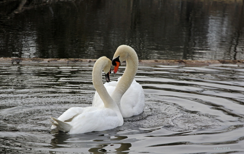 waterfowl, lake, nature, cygnet, care, floating on water, 4K, reflection, no people, bird, swans, water, animal neck, mute Swan, river, waterfront, togetherness