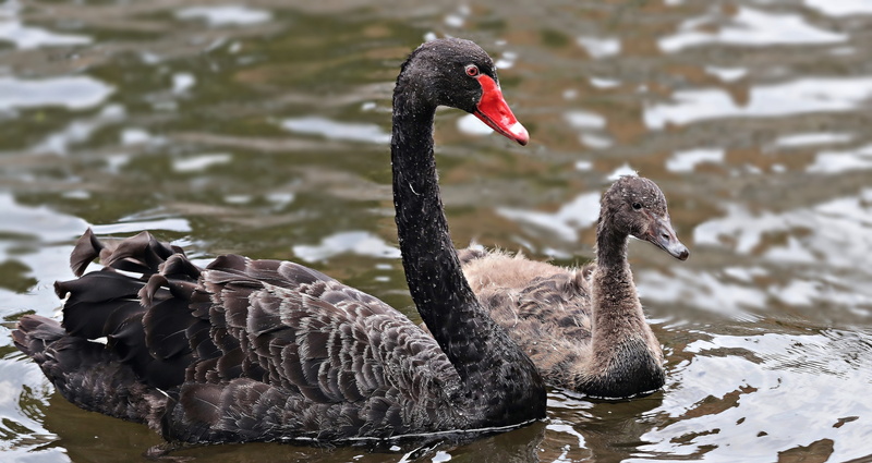 cygnus atratus, two, creature, black, 5K, mourning swan, nature, swan ...