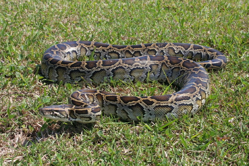 tropical, grass, large, day, poisonous, animal wildlife, safari, everglades, mammal, camouflage, snake, animals in the wild, nature, land, plant, coiled