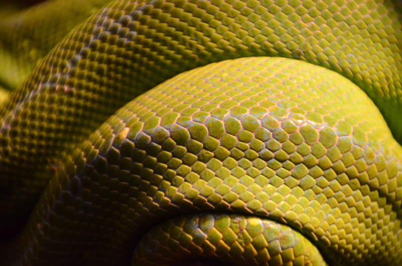 gray, natural pattern, textured, snake, 4K, yellow, animal wildlife, no people, pattern, scales, curled up, day, vertebrate, animals in the wild, animal themes