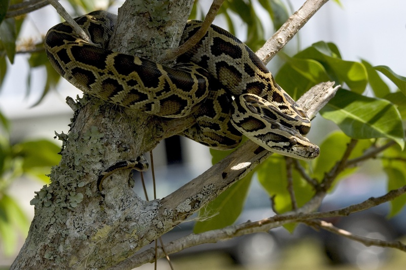 reptile, black, animals in the wild, branch, animal wildlife, animal themes, looking, gray, wildlife, close-up, photography, low angle view, growth, leaf