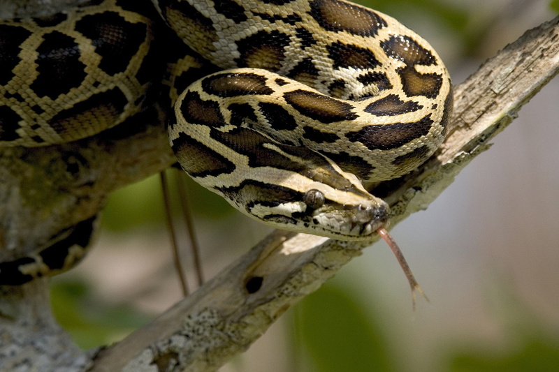 outdoors, reptile, sign, nature, day, usa, tree, close-up, animal themes, portrait, 1080P, everglades, warning sign, animals in the wild, scales, animal tongue