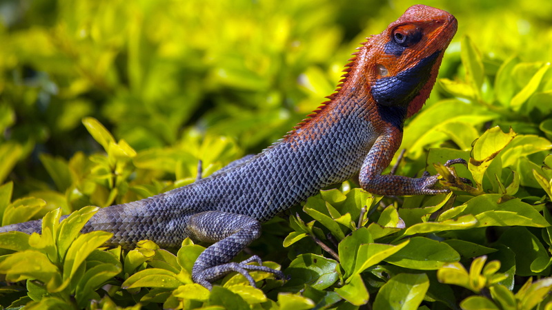 dragon, reptile, lizard, animal Scale, wildlife, vertebrate, animal wildlife, reptiles, one Animal, leaf, growth, animal, outdoors, standing, animal themes