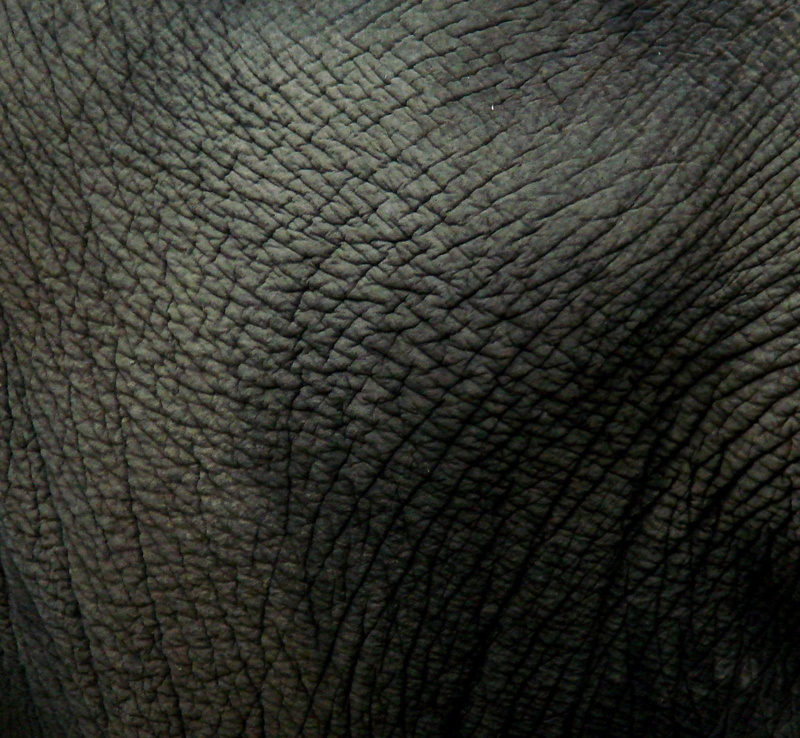 backgrounds, vertebrate, animal skin, gray, 720P, luxury, animal themes, leather, animal wildlife, wrinkled, elephant, animal body part, pattern, textile
