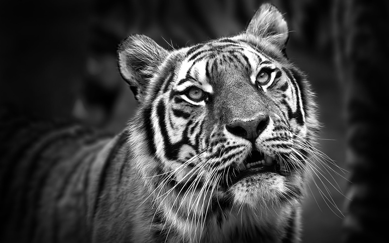 1080P, illustration, gray, tiger, hd, animals, bw, scale