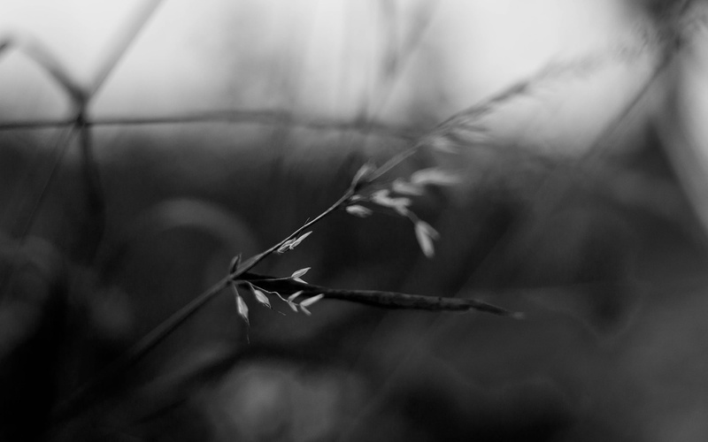 gray, plant, twig, scale, blur, nature, macro, bw, photo, 1080P, hd