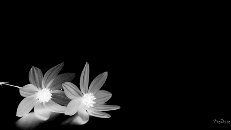 white, black, simple, two, firefox pesona, blackwhite, flower, 3d and abstract, 1080P, flowers, widescreen