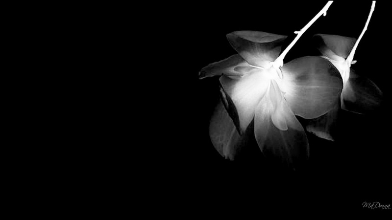 1080P, black, blackwhite, firefox persona, shadow, widescreen, 3d and abstract, flower, abstract