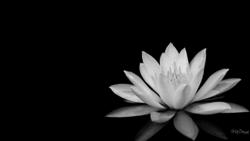 widescreen, black, 3d and abstract, lily, 1080P, white, blackwhite, simple, firefox pesona, flower