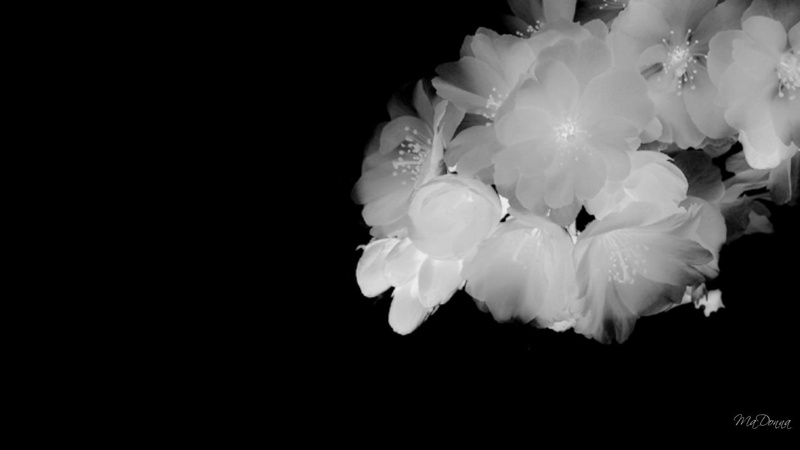 widescreen, white, blackwhite, 3d and abstract, 1080P, nature, simple, black, abstract, flower