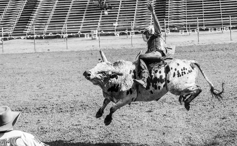 4K, peoplewatching, Rodeo, livestock, nature, Cowboy, animal wildlife, sunlight, bullriding, real people, domestic animals, field, blackwhite, domestic