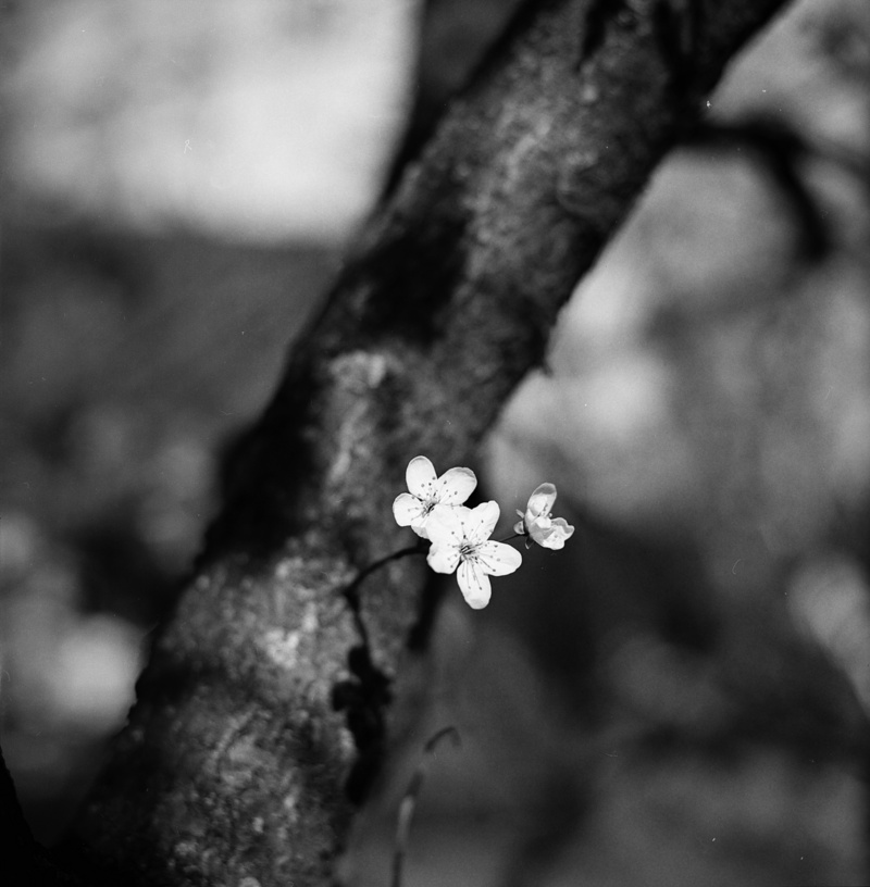 no people, cherry blossom, pollen, flower head, black, nature, trunk, close-up, contrast, inflorescence, plant, selective focus, fragility, vulnerability