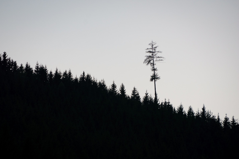 copy space, growth, shadow, beauty in nature, trees, clear sky, forest, sunlight, land, plant, silhouette, black and white, day, 5K, outdoors, coniferous tree
