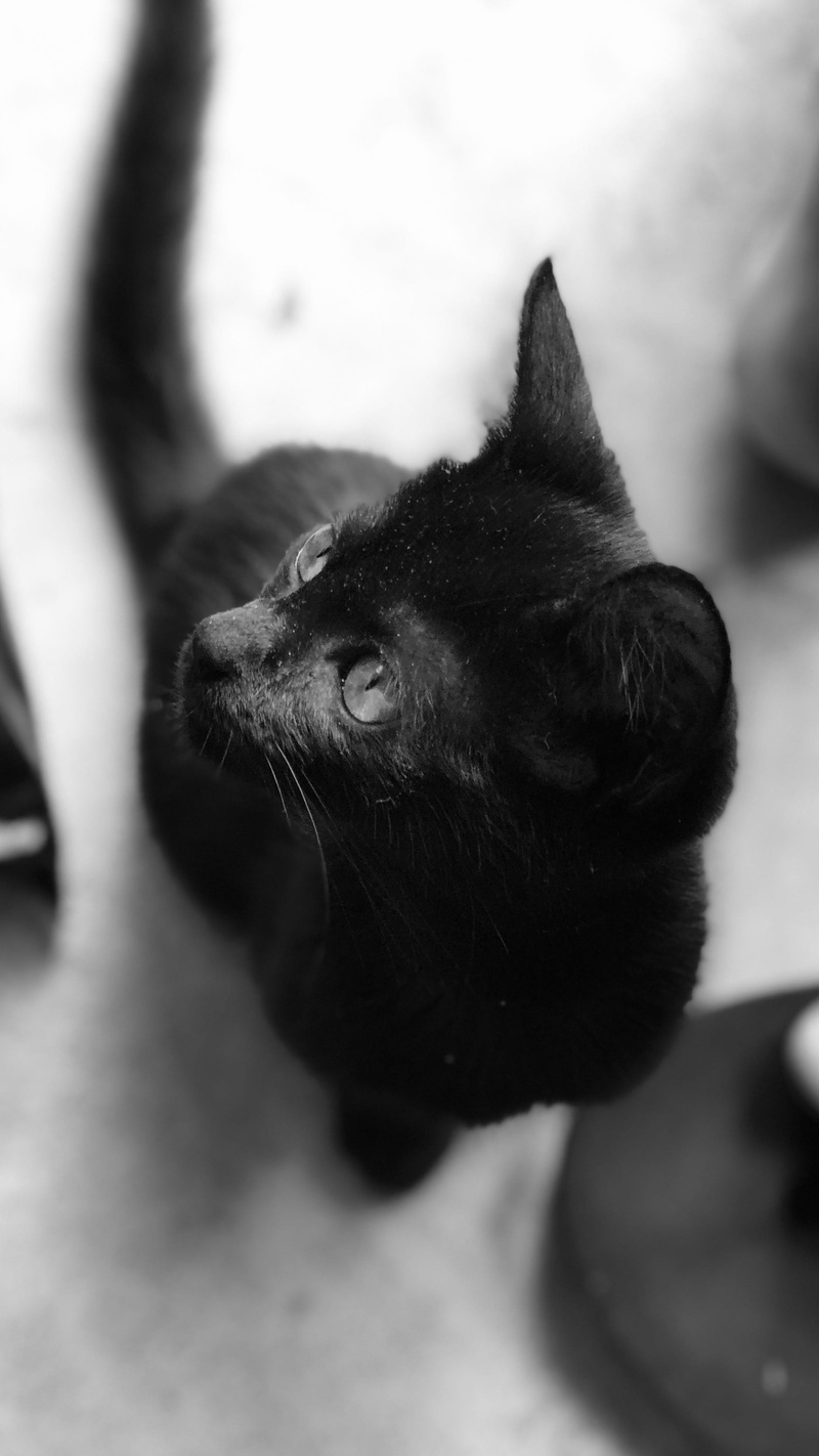 whisker, animal eye, vertical, 2K, ferreiros, finger, animal head, iphone8plus, one animal, jefflssantos, abyssinian, pets, looking, dog, no people, animal themes