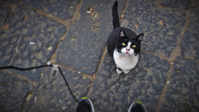 pet owner, outdoors, day, standing, pets, napoli, feline, people, domestic cat, blackwhite, nature, discesa bellaria, domestic, human body part, italy