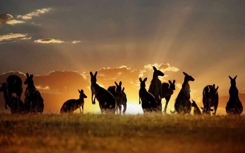 cute, point, kangaroos, animal, in, 1080P, Beauty, AT, sunset, Australia, Many, Amazing
