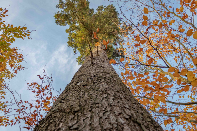 canon 200d, tranquility, canon, forest, growth, iphone, iphone 6, style, leaf, colorful, wooden, low angle view, outdoors, f1.8, photo, 5K, beauty in nature