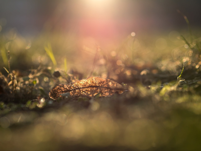 field, daytime, leaves, 1080P, outdoors, grass field, Panasonic Lumix G3, nature, golden, defocused, F1.8, brown, plant  light, dof, City Park, close-up